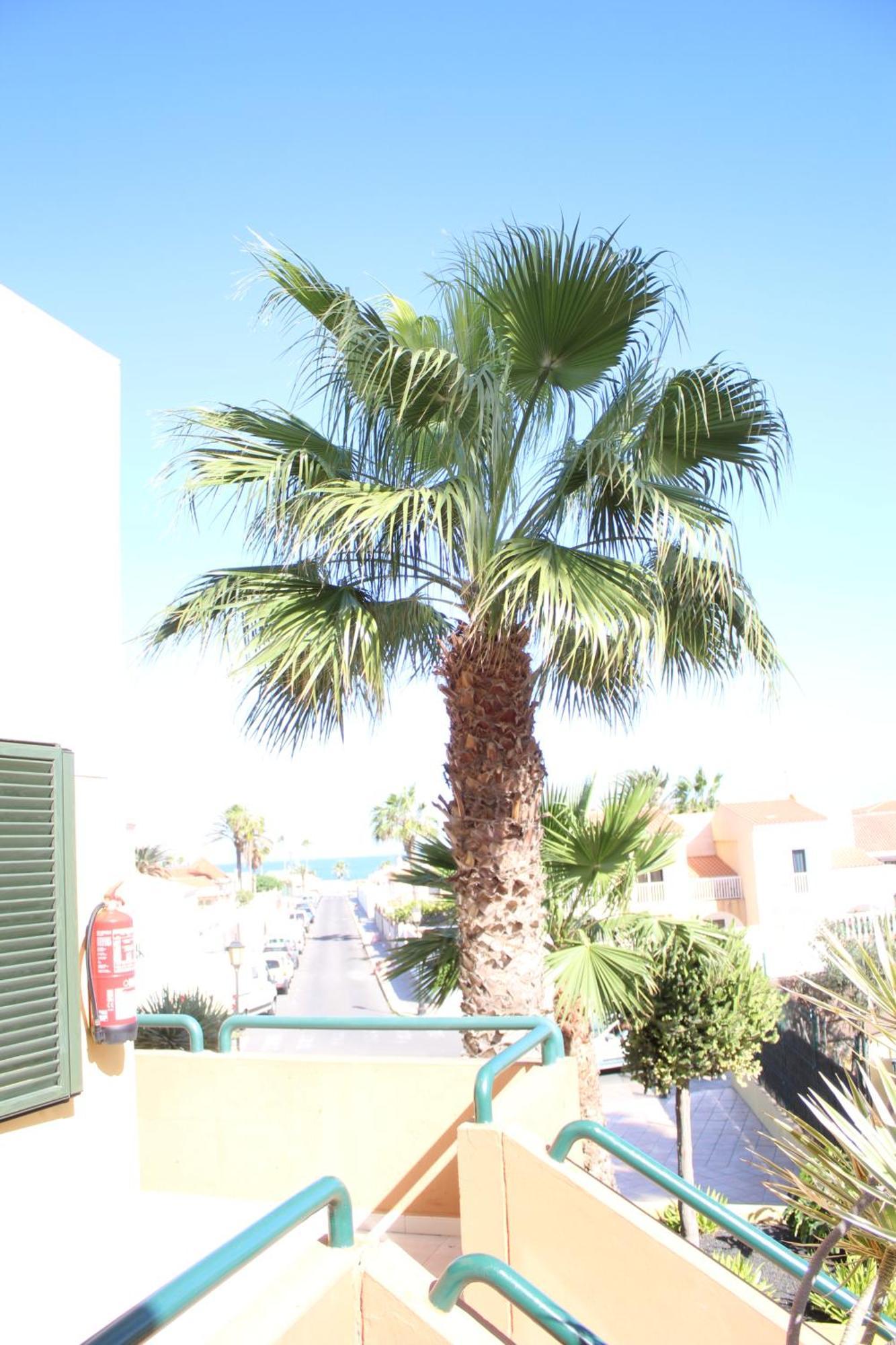 Pachi Beach Atlantic Garden 코라레호 외부 사진